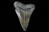 Large, Fossil Mako Shark Tooth - Georgia #75036-1